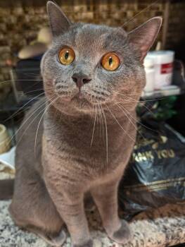 Tito -  British Shorthair Cat for Adoption - Tito | PetCurious
