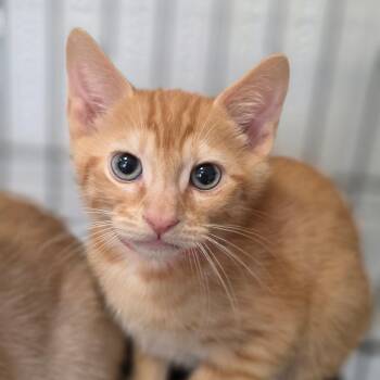 Pippin -  Domestic Short Hair Cat for Adoption in Huntsville, Alabama - Pippin | PetCurious