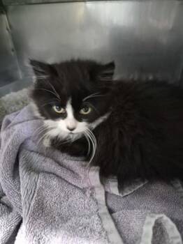 Domestic Long Hair and Domestic Short Hair Cats Available for Adoption - Bologna (We Couldn`t Catch) | PetCurious