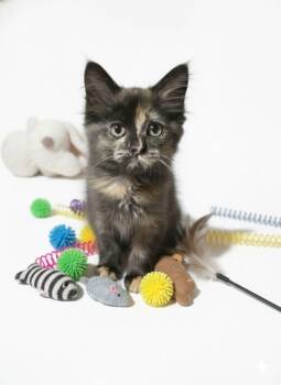 Marisopa -  Tortoiseshell Cat for Adoption in Saginaw, Michigan - Marisopa | PetCurious