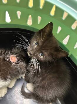 Parker -  Domestic Short Hair Cat for Adoption in Chattanooga, Tennessee - Parker | PetCurious