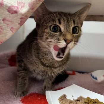 Domestic Short Hair Cats Available for Adoption in Reisterstown, Maryland - Summer | PetCurious