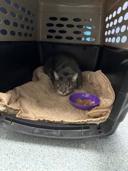 Rescue Domestic Short Hair Cats for Adoption in Torrance, California - Luke | PetCurious