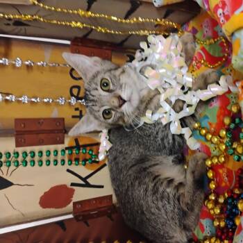 ambrosia 50 3lbs handraised f -  Tabby Cat for Adoption in Phoenix, Arizona - Ambrosia 50 3lbs Handraised F | PetCurious