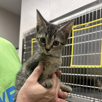 Overgrown Lawn -  Domestic Short Hair Cat for Adoption in Morganton, North Carolina - Overgrown Lawn | PetCurious
