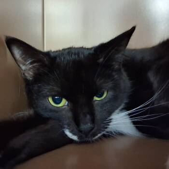 Domestic Short Hair Cats Available for Adoption in Middlebury, Vermont - Venus | PetCurious