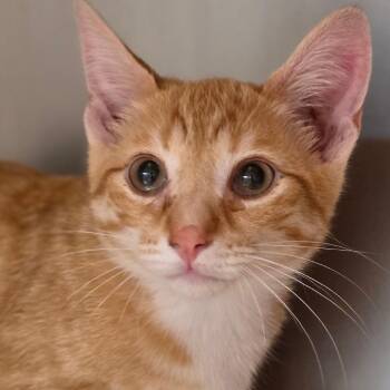Clem -  Domestic Short Hair Cat for Adoption in Buellton, California - Clem | PetCurious