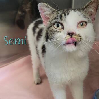 Semi -  Domestic Short Hair Cat for Adoption in Parkersburg, West Virginia - Semi | PetCurious