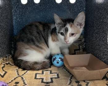 Manchita -  Domestic Short Hair Cat for Adoption in New York, New York - Manchita | PetCurious