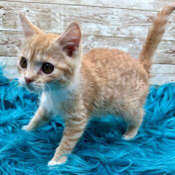 Suzuki -  Domestic Short Hair Cat for Adoption in Lexington, Kentucky - Suzuki | PetCurious