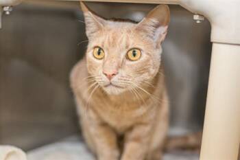 Domestic Short Hair Cats Available for Adoption in Charlotte, North Carolina - GAZPACHO | PetCurious