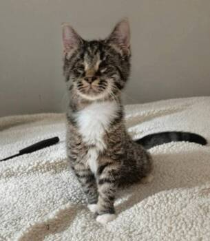 Mary ( Blind Kitty) -  Tabby Cat for Adoption in Knoxville, Tennessee - Mary ( Blind Kitty) | PetCurious