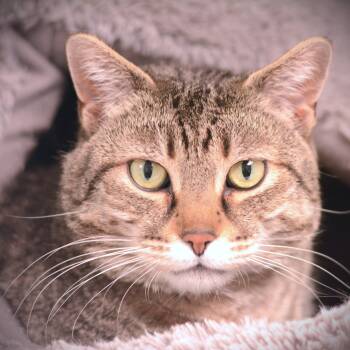 Domestic Short Hair Cats Available for Adoption in Amsterdam, New York - Marley | PetCurious