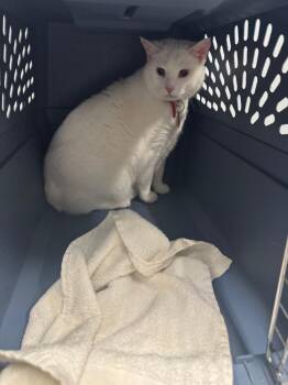 Domestic Short Hair Cats Available for Adoption in Bloomington, Indiana - Lulu | PetCurious