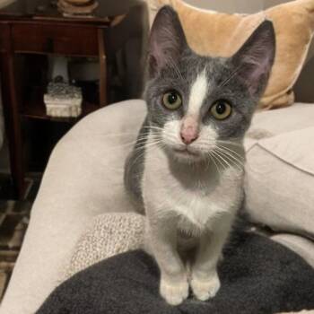 PattyMelt -  Domestic Short Hair Cat for Adoption in Houston, Texas - PattyMelt | PetCurious