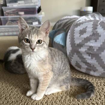 Domestic Short Hair Cats Available for Adoption - Tinsel 3 | PetCurious