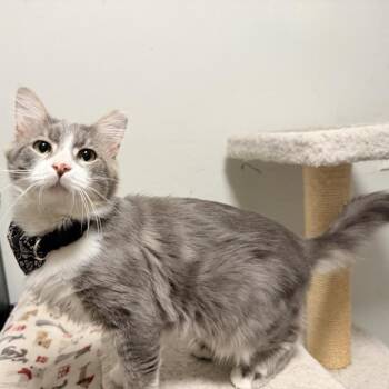Jayce -  Domestic Medium Hair Cat for Adoption in Coral Gables, Florida - Jayce | PetCurious