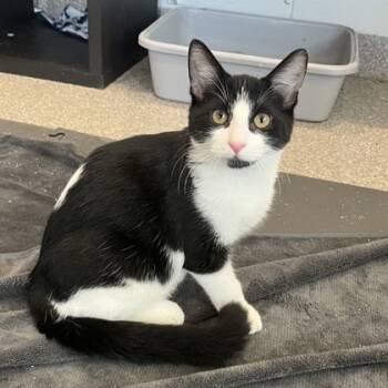 Rescue Domestic Short Hair Cats for Adoption in Wheaton, Illinois - Pi | PetCurious