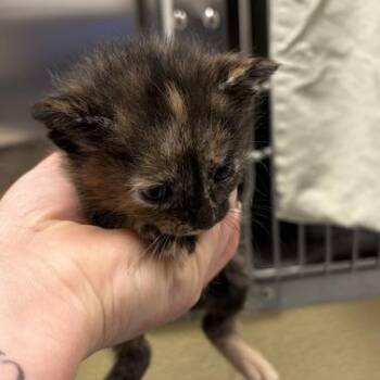 Doc -  Domestic Short Hair Cat for Adoption in Asheville, North Carolina - Doc | PetCurious
