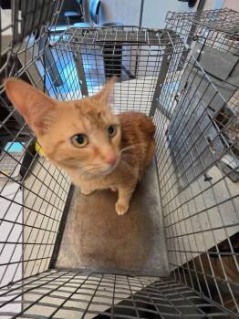 Domestic Short Hair Cats Available for Adoption in Clarksville, Tennessee - Colleen | PetCurious