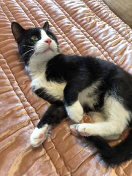 Stanley -  Domestic Short Hair Cat for Adoption in Melrose, Massachusetts - Stanley | PetCurious