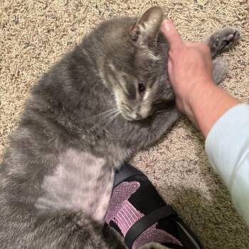 Domestic Short Hair Cats Available for Adoption in St. Louis, Missouri - Meadow | PetCurious