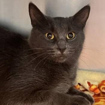 Sybil -  Domestic Short Hair Cat for Adoption in Lansing, Michigan - Sybil | PetCurious