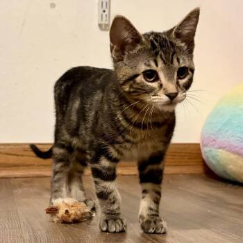 Rescue Domestic Short Hair Cats for Adoption in Stoughton, Wisconsin - Jacob (bonded With Wilhelm) | PetCurious