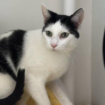 Domestic Short Hair Cats Available for Adoption in Matteson, Illinois - Penny | PetCurious