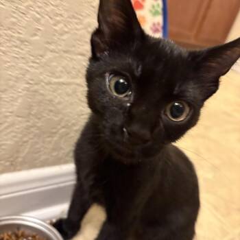 Gizmo KO -  Domestic Short Hair Cat for Adoption in Austin, Texas - Gizmo KO | PetCurious