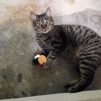 Rescue Domestic Short Hair Cats for Adoption in Huffman, Texas - Precious | PetCurious