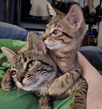 Gala -  Tabby Cat for Adoption in Plano, Texas - Gala | PetCurious