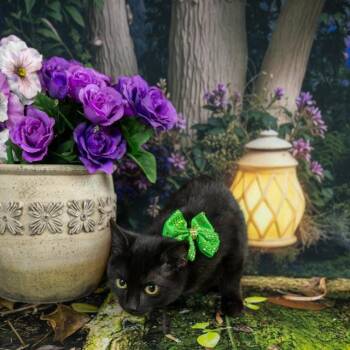 Domestic Short Hair Cats Available for Adoption - Cher | PetCurious