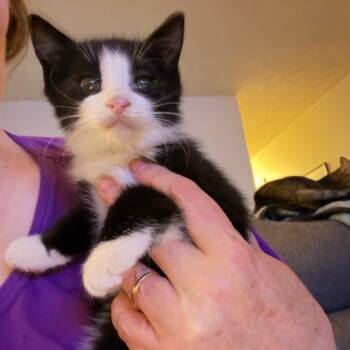 Rescue Domestic Short Hair Cats for Adoption in Woodstock, Virginia - Marty Willingham | PetCurious