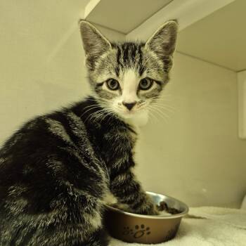 Rescue Domestic Short Hair Cats for Adoption in Drumheller, Alberta - Cosmo | PetCurious