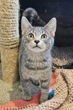 Stella -  Domestic Short Hair Cat for Adoption in Fremont, Ohio - Stella | PetCurious