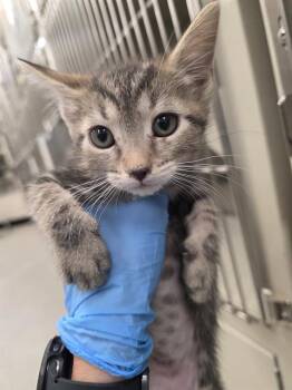 BEETHOVEN -  Domestic Short Hair Cat for Adoption in Las Vegas, Nevada - BEETHOVEN | PetCurious