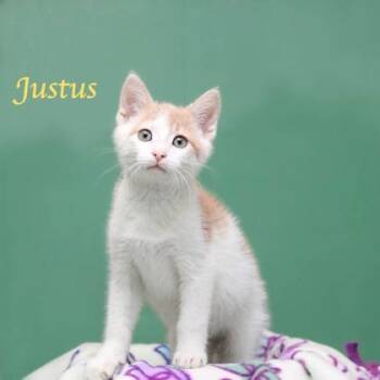 Justus -  Domestic Short Hair Cat for Adoption in Parma, Ohio - Justus | PetCurious