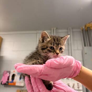 Domestic Short Hair Cats Available for Adoption - Little Bo Peep | PetCurious
