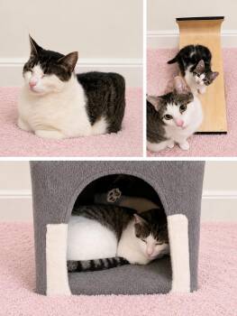 Cupcake (Jones) -  Domestic Short Hair Cat for Adoption in Syracuse, New York - Cupcake (Jones) | PetCurious
