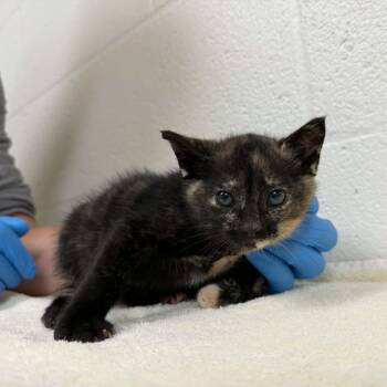 SVAS-Stray-39594 -  Domestic Short Hair Cat for Adoption in Lyndhurst, Virginia - SVAS-Stray-39594 | PetCurious