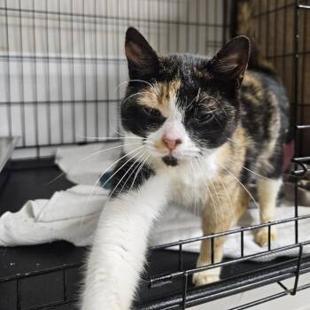 Domestic Short Hair Cats Available for Adoption in Chilliwack, British Columbia - Celeste | PetCurious