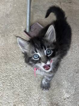 Domestic Short Hair Cats Available for Adoption in Manhattan, Kansas - Pocket | PetCurious