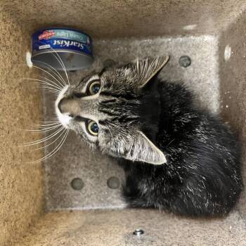 72141 -  Domestic Short Hair Cat for Adoption in Harrisonburg, Virginia - 72141 | PetCurious