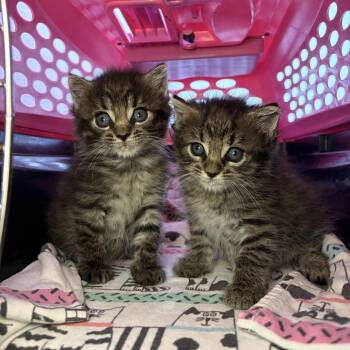 Ethel -  Domestic Medium Hair Cat for Adoption in Asheville, North Carolina - Ethel | PetCurious