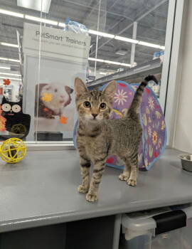 Rescue Tabby Cats for Adoption in Ball Ground, Georgia - Alice | PetCurious