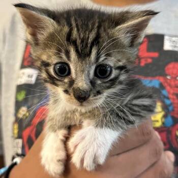 Mr. Dinkles -  Domestic Short Hair Cat for Adoption in Parrish, Alabama - Mr. Dinkles | PetCurious