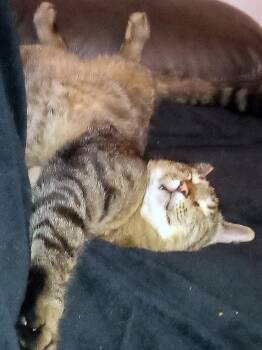 Tabby and Domestic Short Hair Cats Available for Adoption in Hillsboro, Oregon - APOLLO #1875 - Offered By Owner - Quiet Companion | PetCurious