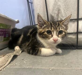 BIGGIE -  Domestic Short Hair Cat for Adoption in Tustin, California - BIGGIE | PetCurious