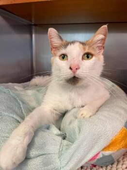Luna -  Domestic Short Hair Cat Available for Adoption in Wilmington, North Carolina - Luna | PetCurious